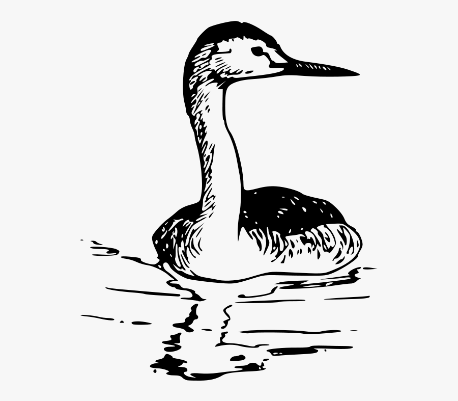 Western Grebe - Mergulhao Desenho, Transparent Clipart