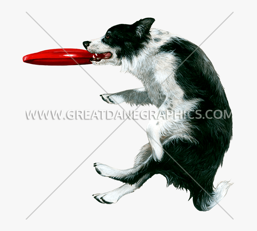 Frisbee Clipart Border Collie - Dog Catching Frisbee White Background, Transparent Clipart