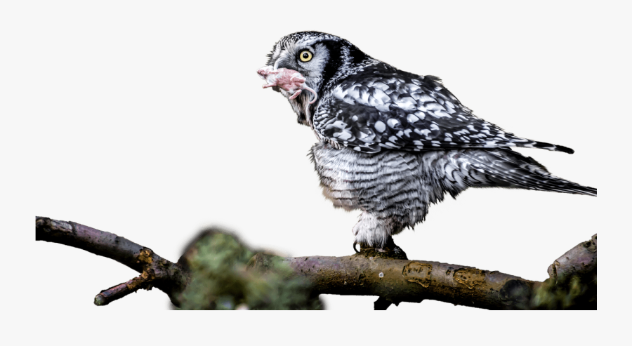 Owl With Catch In Mouth - Owl, Transparent Clipart