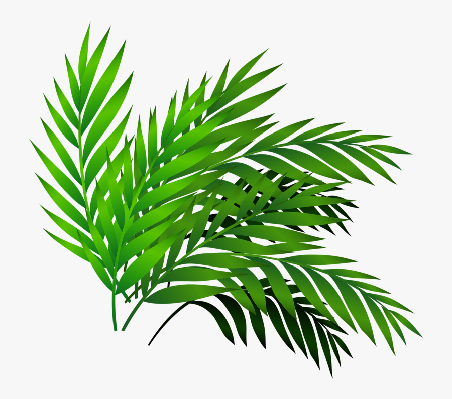 Transparent Tamarind Clipart, Transparent Clipart