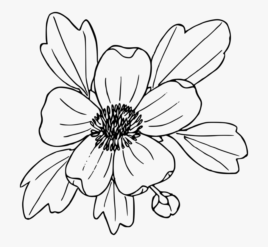 Symmetry,monochrome Photography,petal - Sagebrush Buttercup Wildflower Clip Art, Transparent Clipart