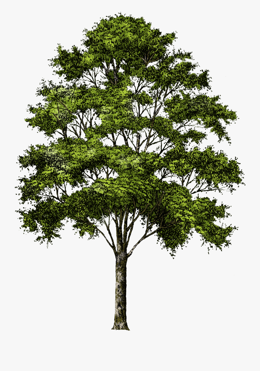 Clipart Tree Collection Png - Trees Without Background Png, Transparent Clipart