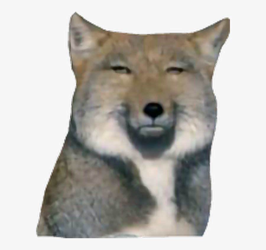 #dog #dontcare #pokerface #wolf #calm #face #suspicious - Tibetan Fox, Transparent Clipart