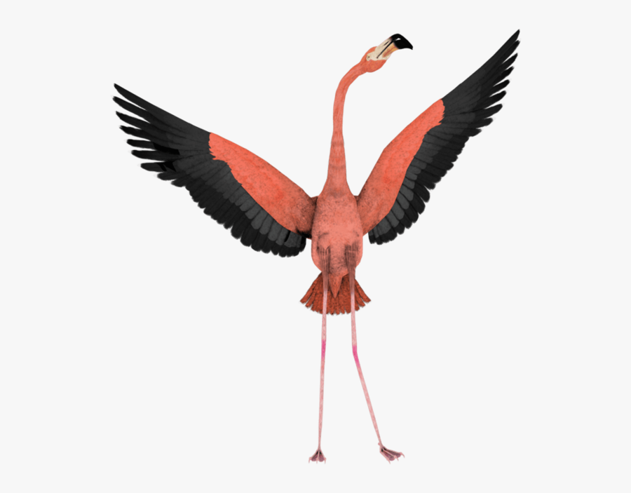 Flamingo With Wings Open, Transparent Clipart