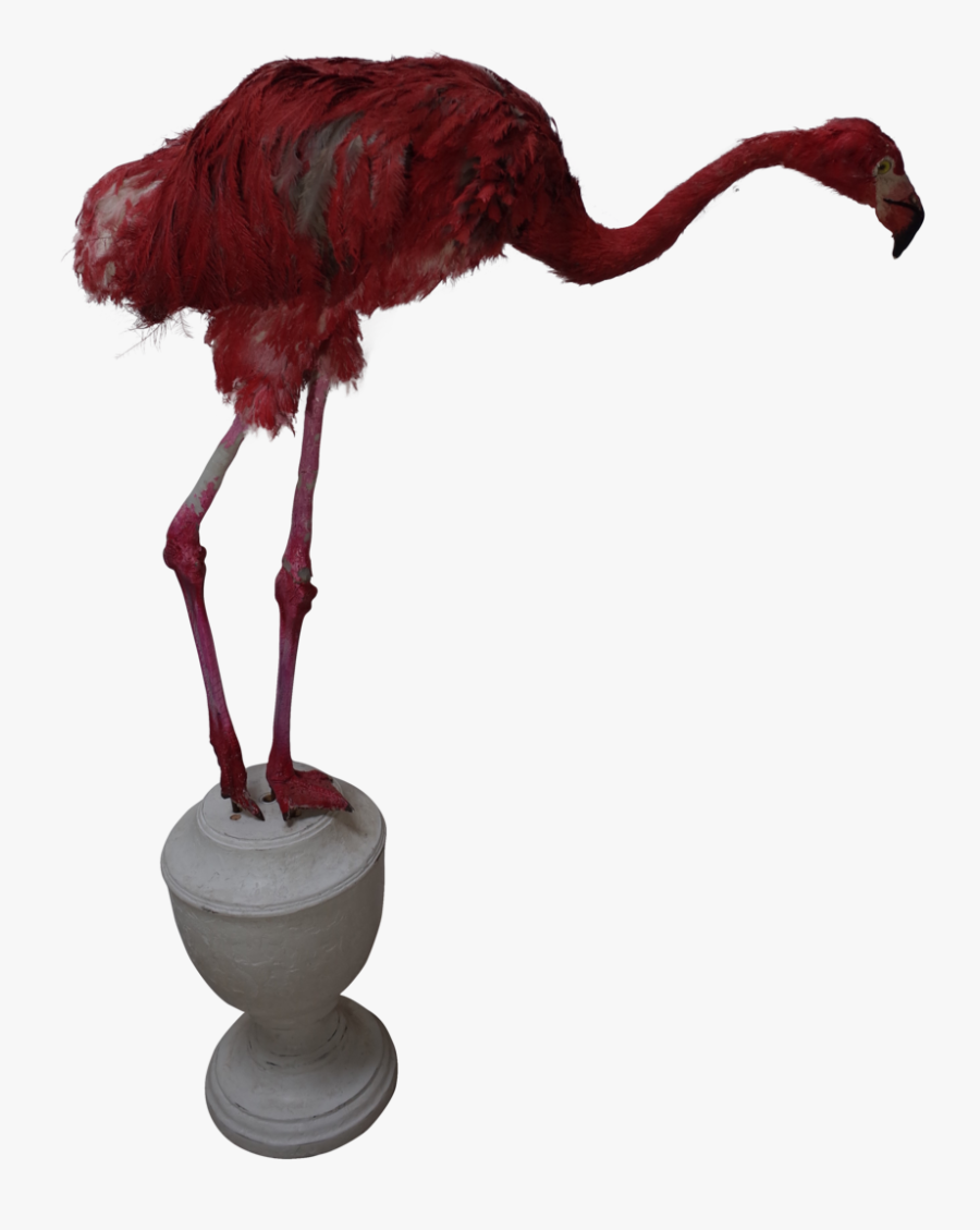 Faux Pink Flamingo - Turkey, Transparent Clipart