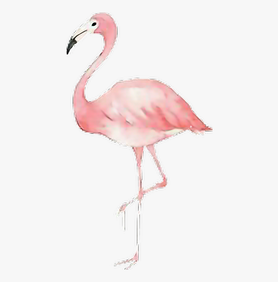 #summertime #tropical #pink#flamingo #pineapple #glasses - Фламинго На Прозрачном Фоне, Transparent Clipart