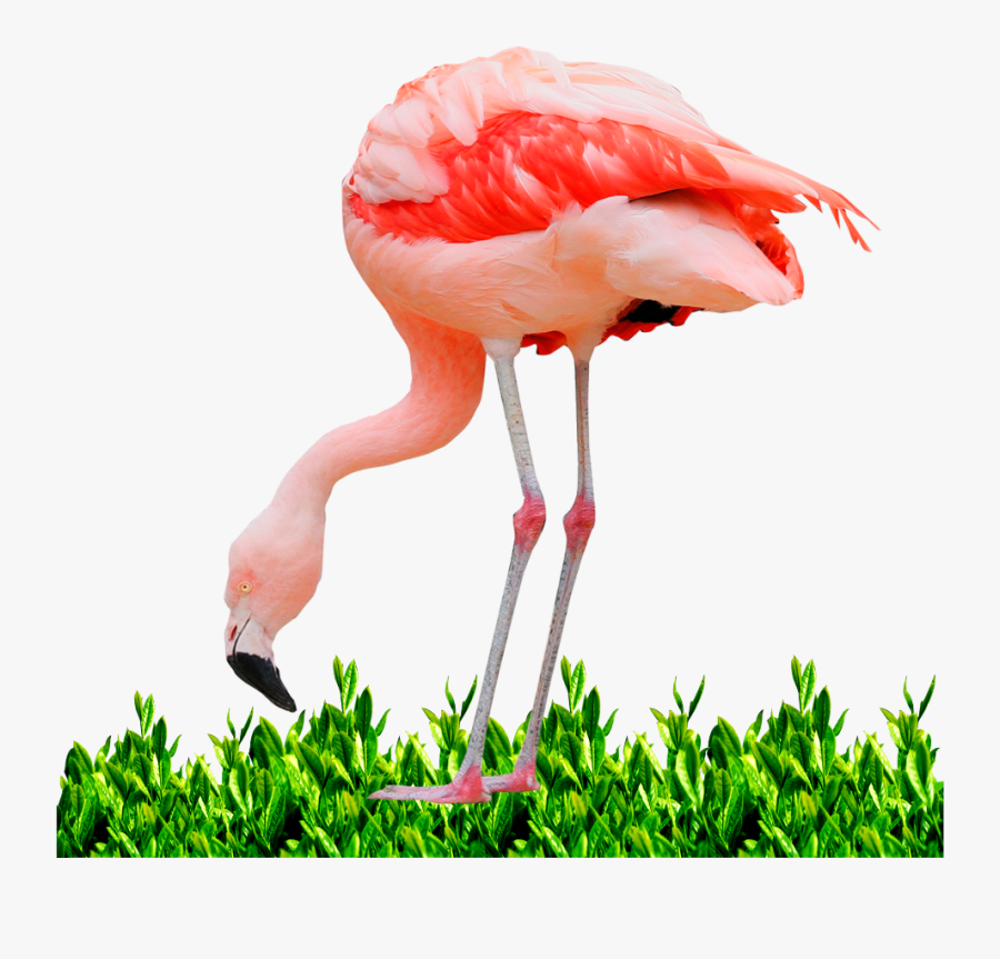 #mq #pink #flamingo #grass #green - Фламинго На Прозрачном Фоне, Transparent Clipart