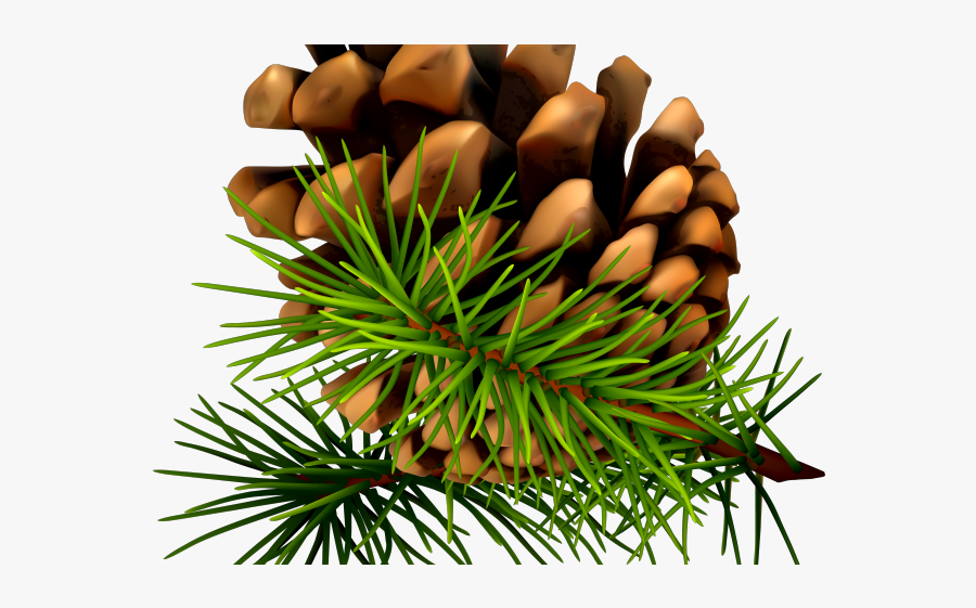 Pine Cone Transparent Background, Transparent Clipart