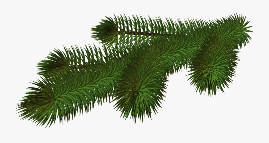 Pine Branch Png, Transparent Clipart