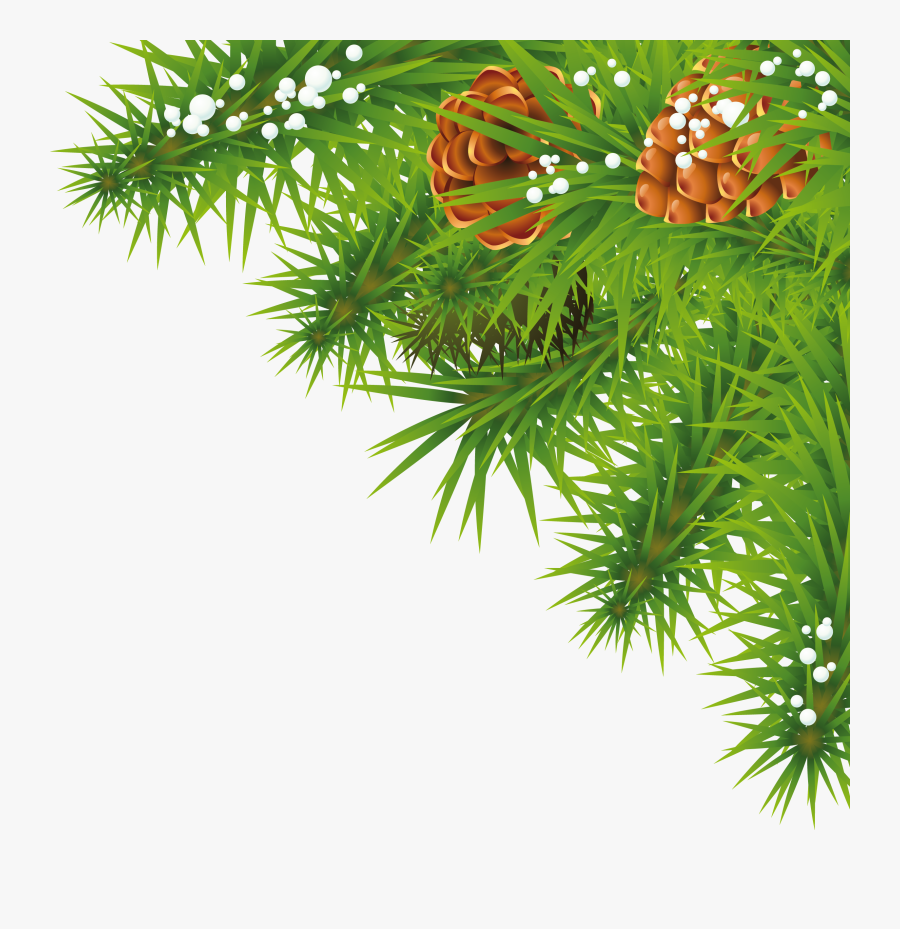 Pine Branch Clipart, Transparent Clipart
