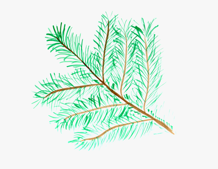 Pine Branch Watercolor Isolated Handpainted Comic, Transparent Clipart
