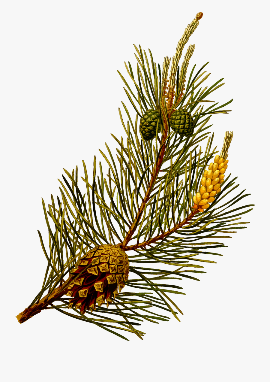 Scots Pine By @firkin, From A Drawing In "medizinal-pflanzen", - Scots Pine Clip Art, Transparent Clipart