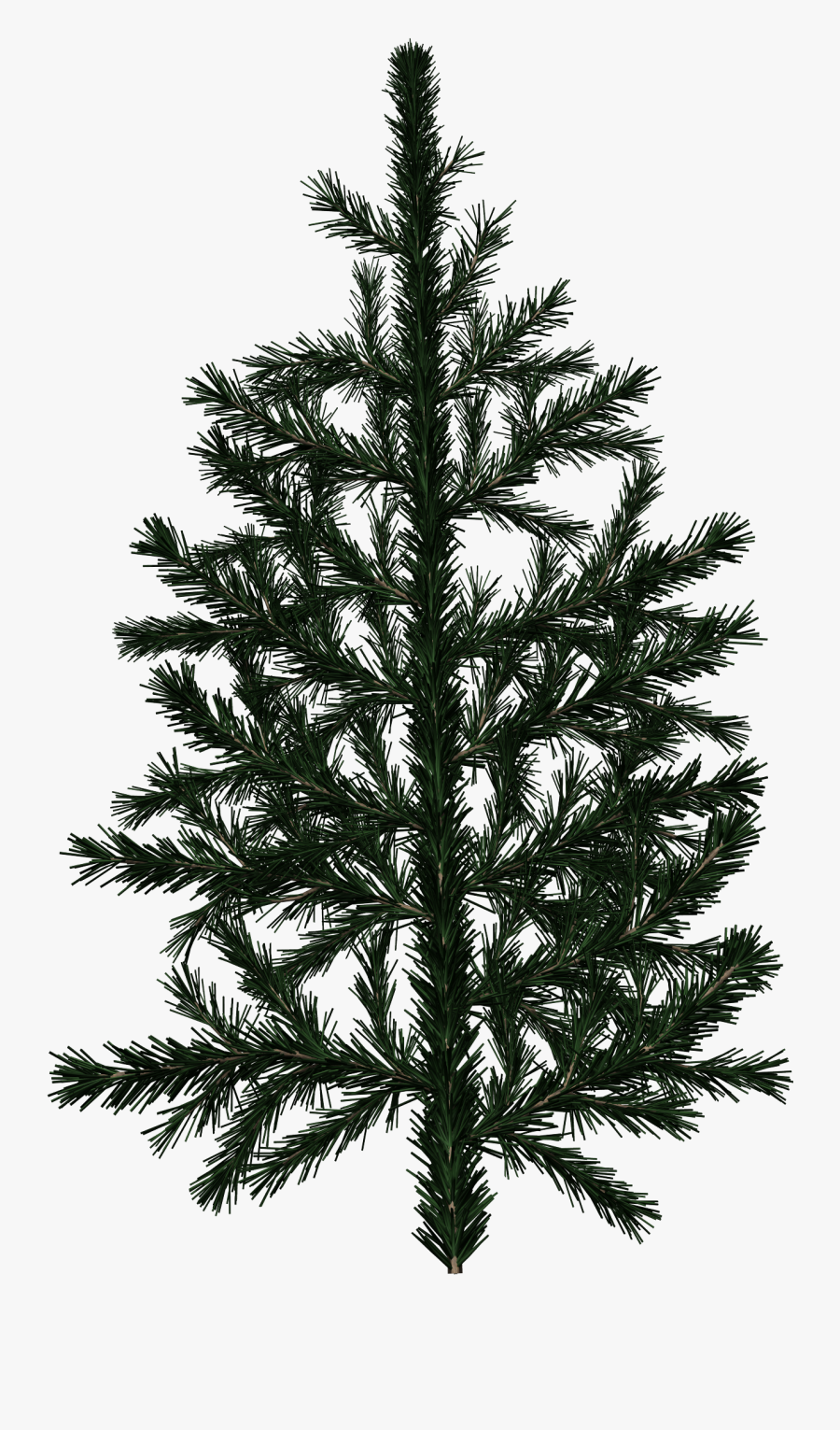 Clip Art Branch Texture - Pine Tree Texture, Transparent Clipart