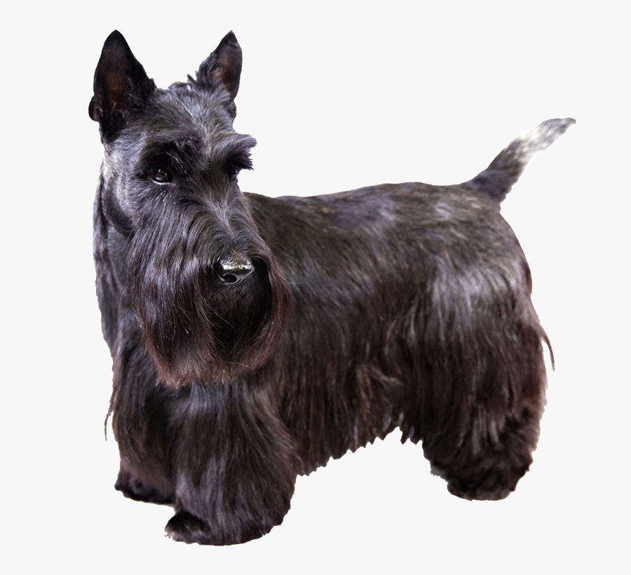 Scottie Dog Clipart - Scottish Terrier Png, Transparent Clipart