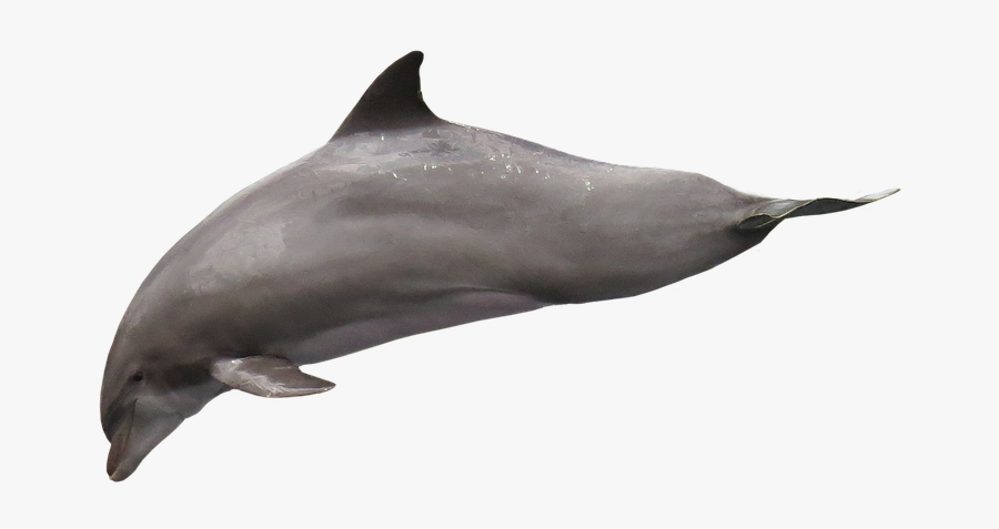 Golfinho Png, Transparent Clipart