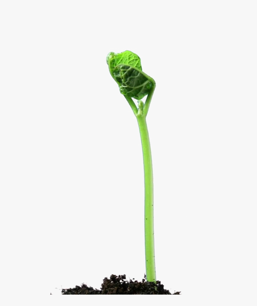 Transparent Growing Plant Clipart - Plant Stem Png, Transparent Clipart