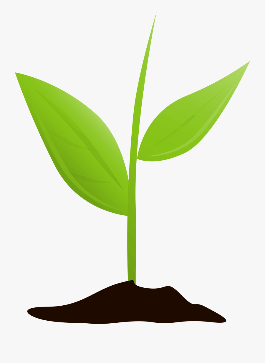 Growing Plant Mtq - Transparent Background Growing Plant Png Clipart, Transparent Clipart