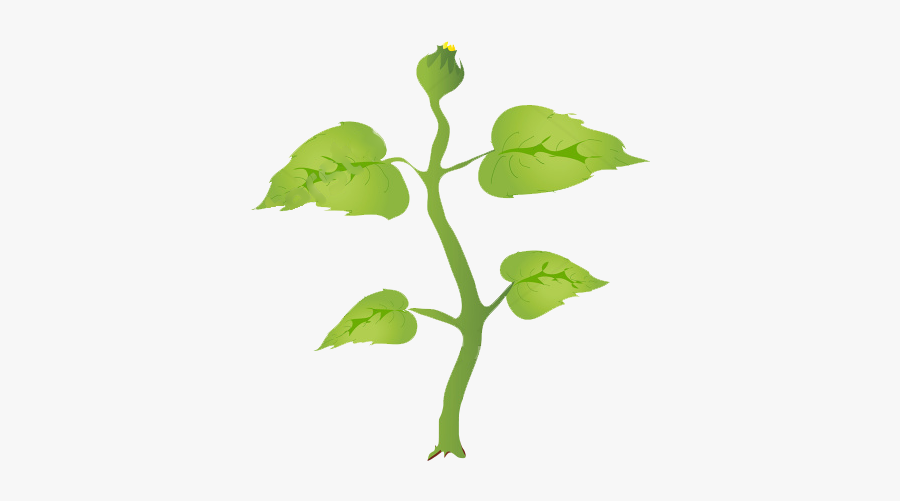 Stages Of A Sunflower, Transparent Clipart