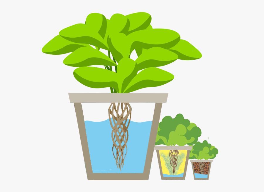 Hydroponic Shop In India - Hydroponic Garden Clipart, Transparent Clipart