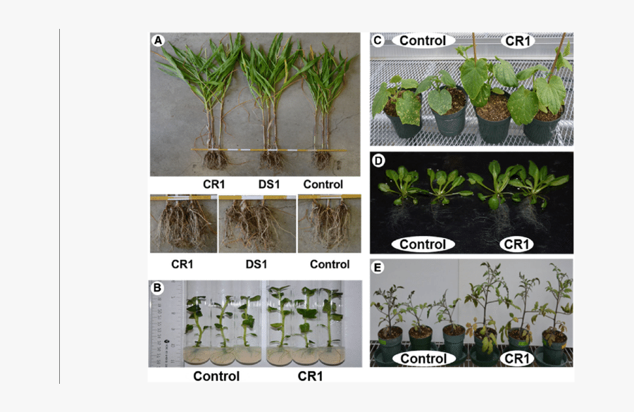 Plant Growth Promotion By P - Houseplant, Transparent Clipart