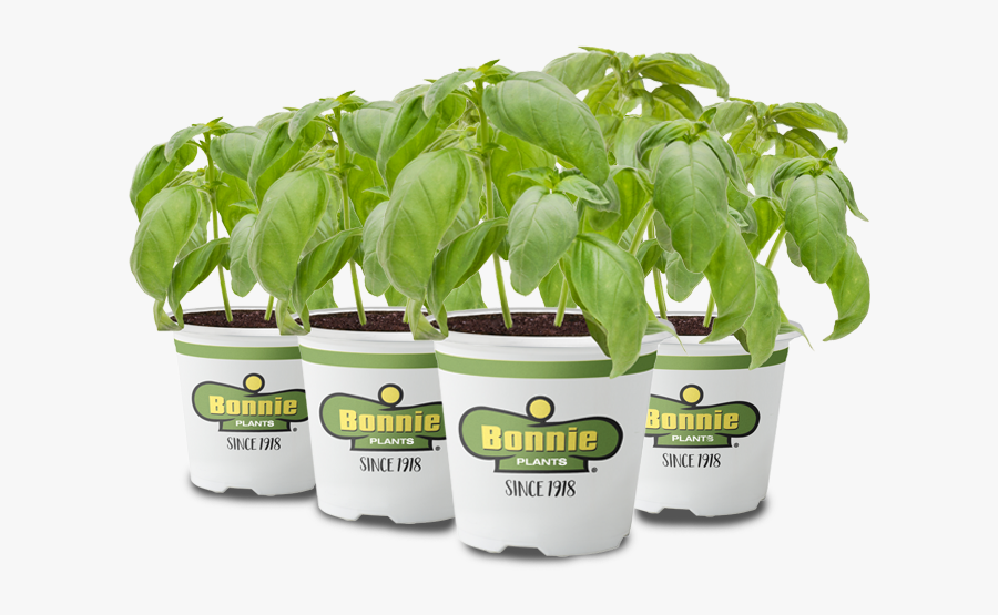 Explore What You Can Grow With The Miracle-gro® Twelve - Scott's Planting Bonnie, Transparent Clipart