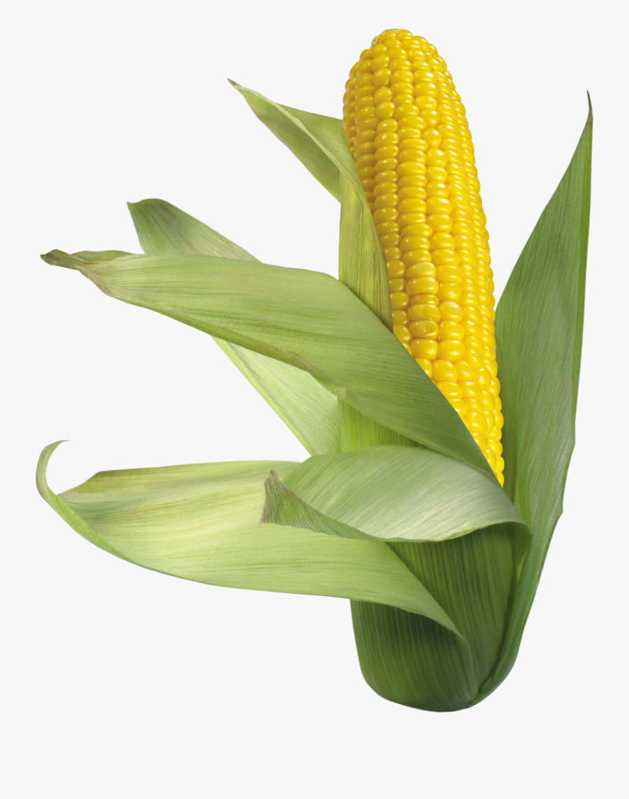 Corn Png Image, Transparent Clipart