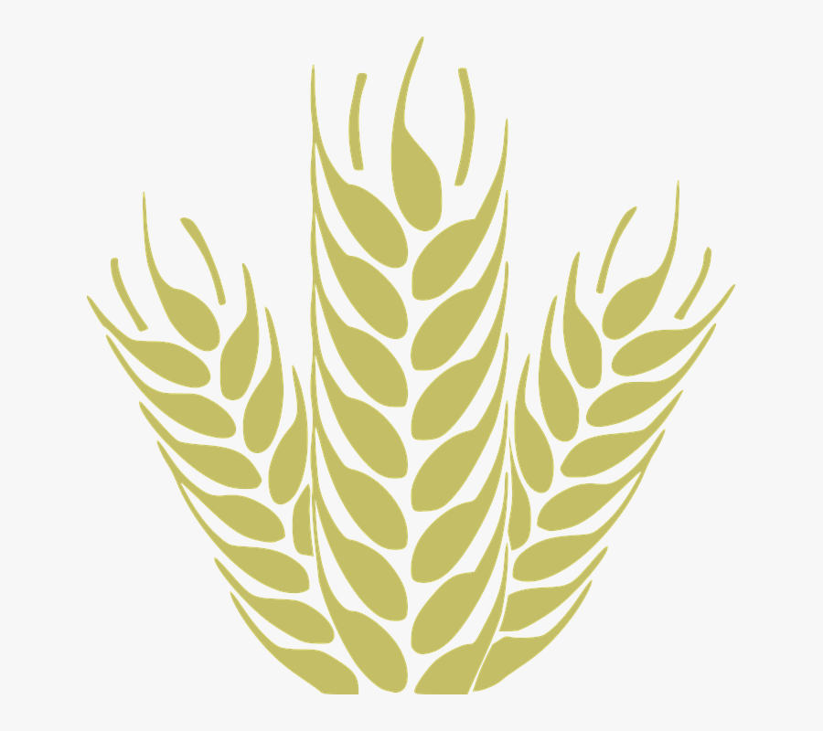 Corn, Grain, Spica, Wheat, Cereals, Harvest - Agriculture Visiting Card Design, Transparent Clipart