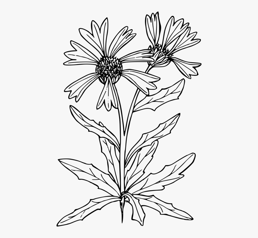 Symmetry,monochrome Photography,petal - Line Art, Transparent Clipart