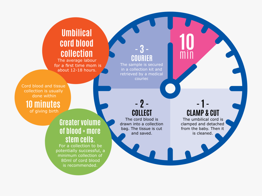 Drawn Clock Near Minute - Umbilical Cord Blood Ad, Transparent Clipart