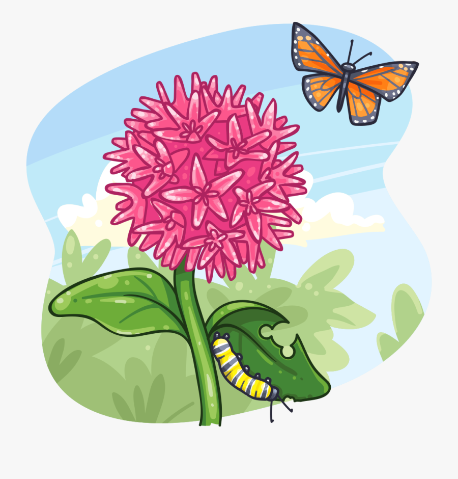 Monarch And Milkweed Clipart, Transparent Clipart