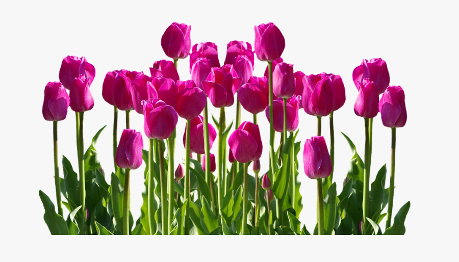Tulip Flower Free Png Transparent Images Free Download - Transparent Tulip, Transparent Clipart