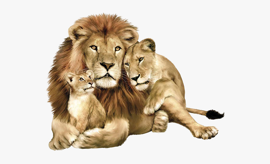 Lions Clipart Wild Animal - Lion Lioness And Cub, Transparent Clipart