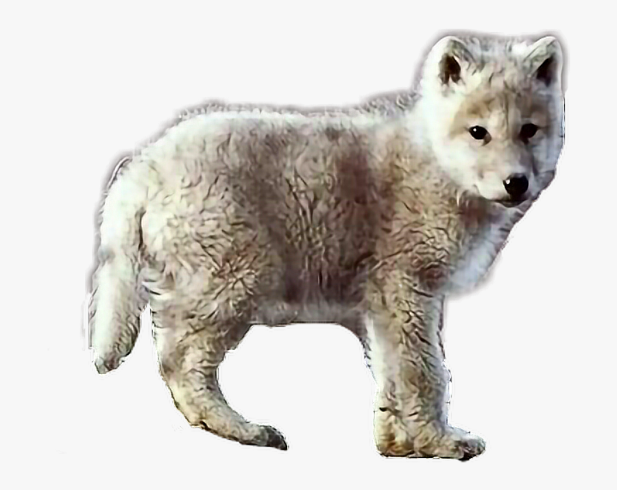Transparent Baby Wolf Clipart, Transparent Clipart