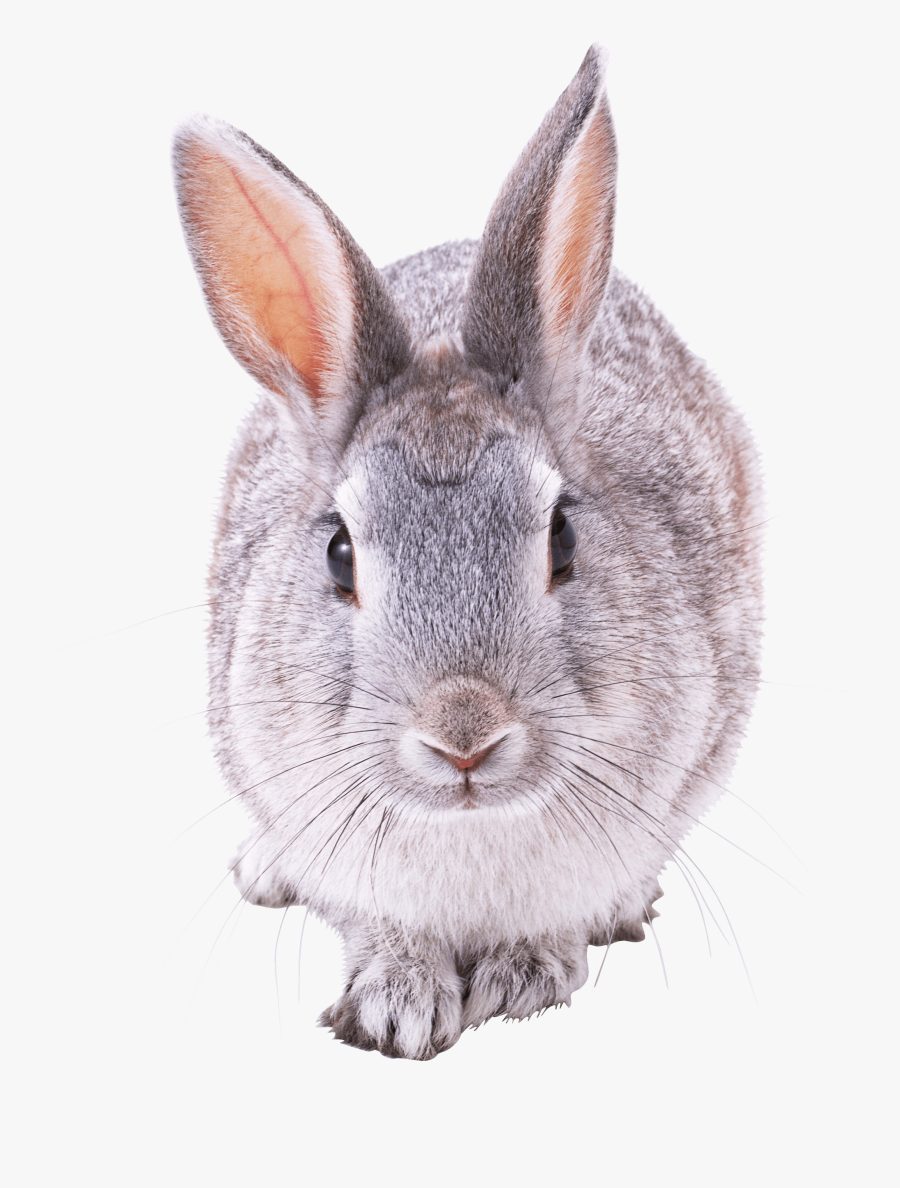 Clipart Rabbit Grey Rabbit - Grey Rabbit Png, Transparent Clipart