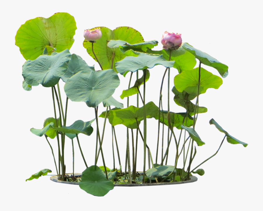 Water Plants Clipart, Transparent Clipart