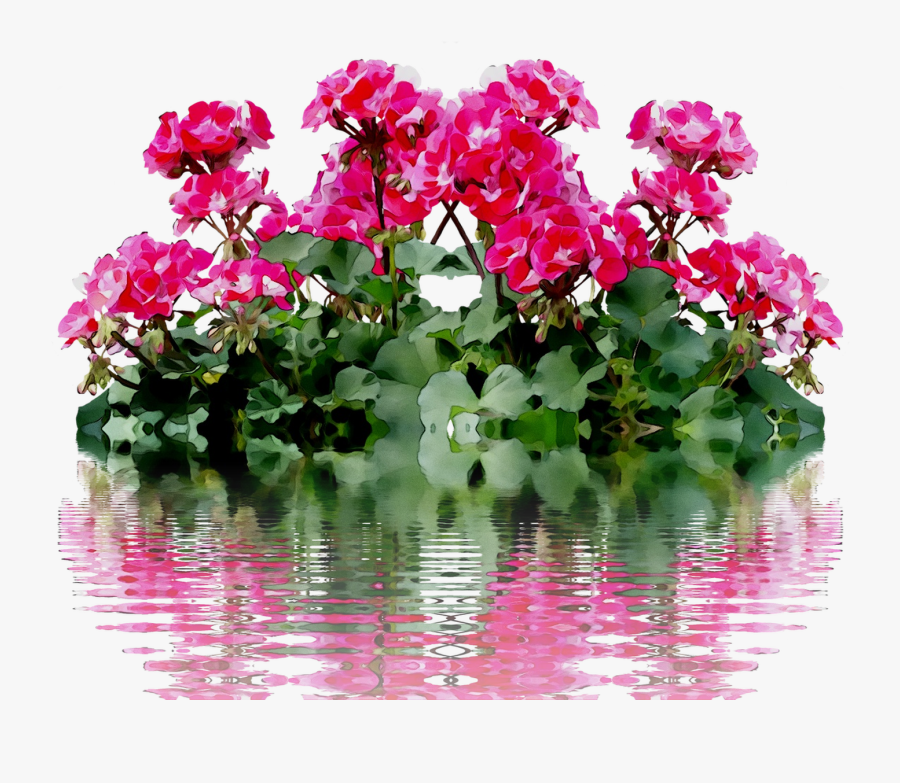 Plants Summer Na No Free Clipart Hq Clipart - Geranium Plant Transparent, Transparent Clipart