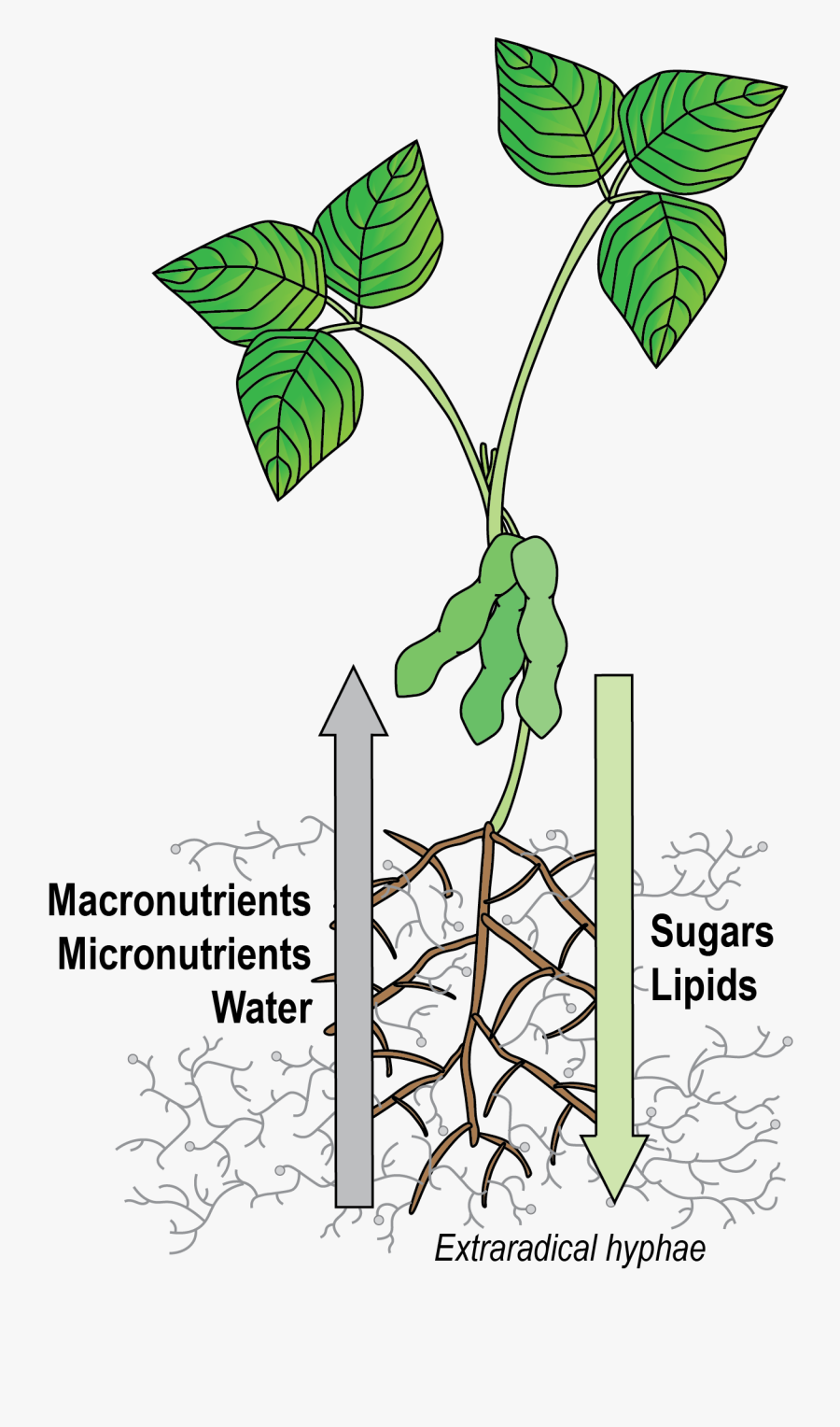 Plants, Transparent Clipart