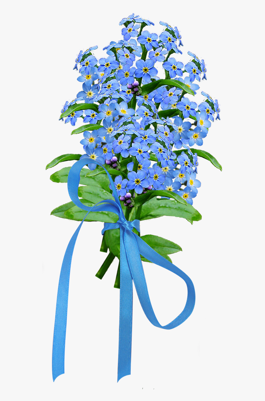 Flower,alpine Forget Me Not,blue,plant,cut Flowers,flowering - Scorpion Grasses, Transparent Clipart