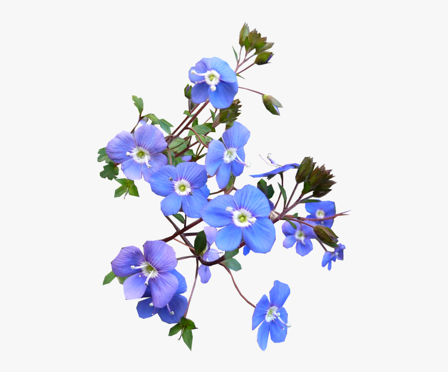 Blue Flowers Transparent Background, Transparent Clipart