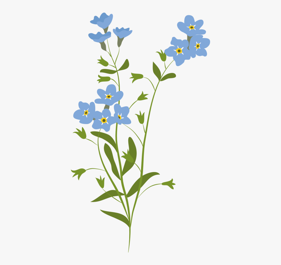 Forget Me Not Illustration, Transparent Clipart