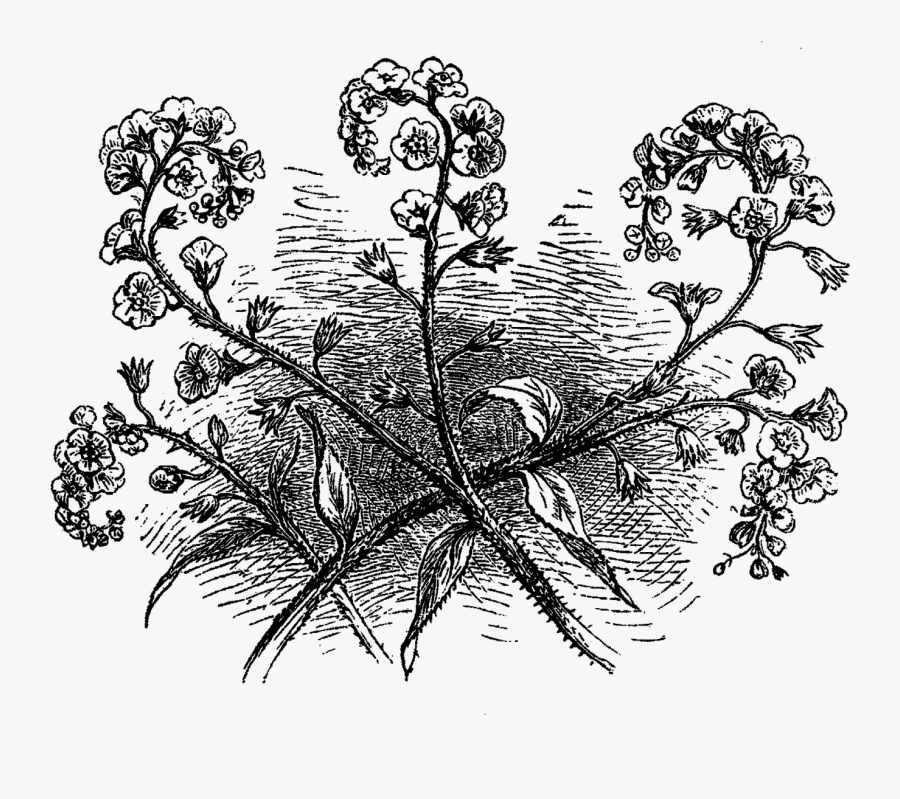 Illustration, Transparent Clipart