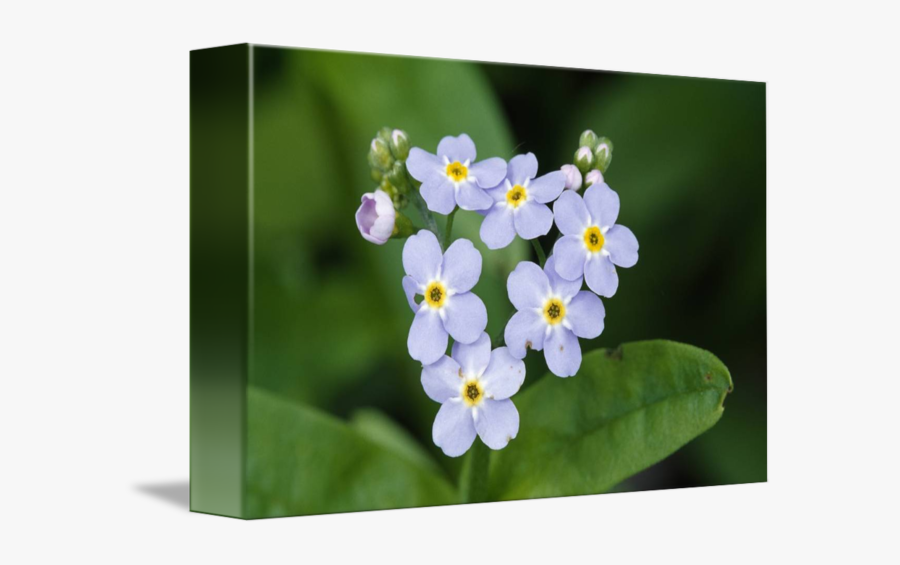 Clip Art Myosotis Flowers - Scorpion Grasses, Transparent Clipart