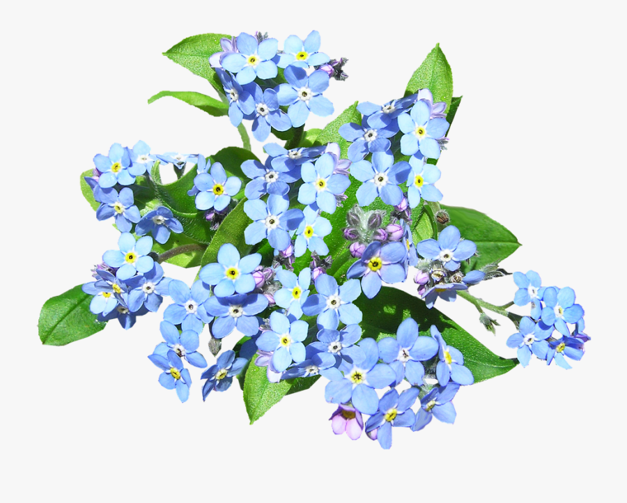 Flower,flowering Plant,alpine Forget Me Not,forget - Transparent Forget Me Not Flower Png, Transparent Clipart