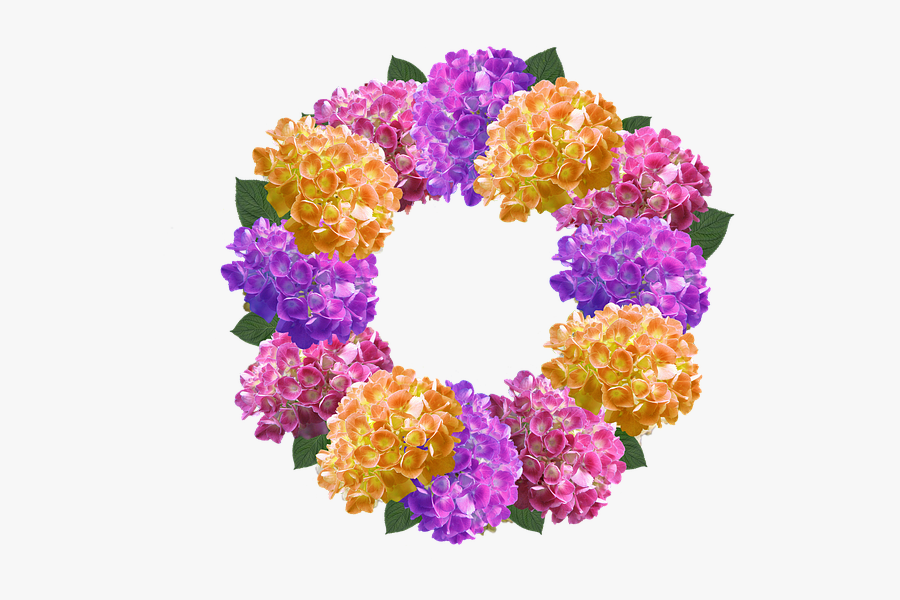 Forgetmenot Frames Png Pinterest - Hydrangea, Transparent Clipart