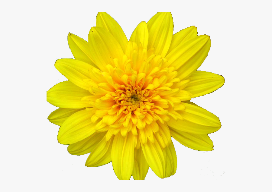 Daisies Clipart Color - Still Life Flower Vase Oil Pastel, Transparent Clipart