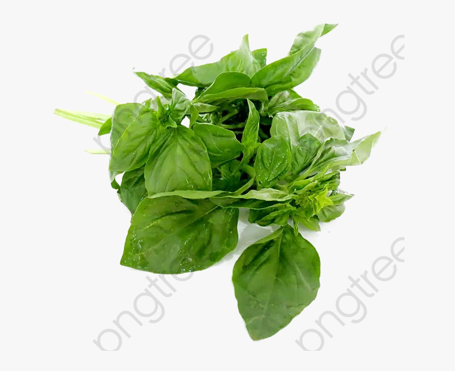 Transparent Herbs Clipart - Basil Leaves Png, Transparent Clipart