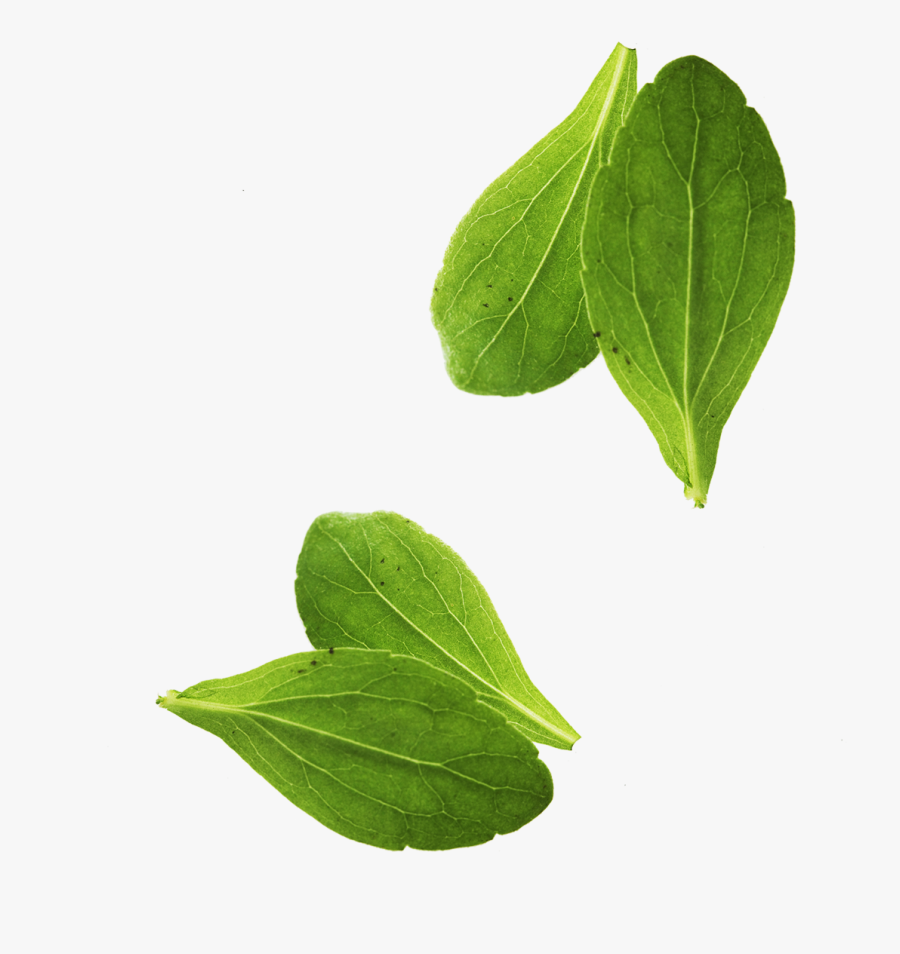 Leaf Vegetable Basil Leaf Vegetable, Transparent Clipart