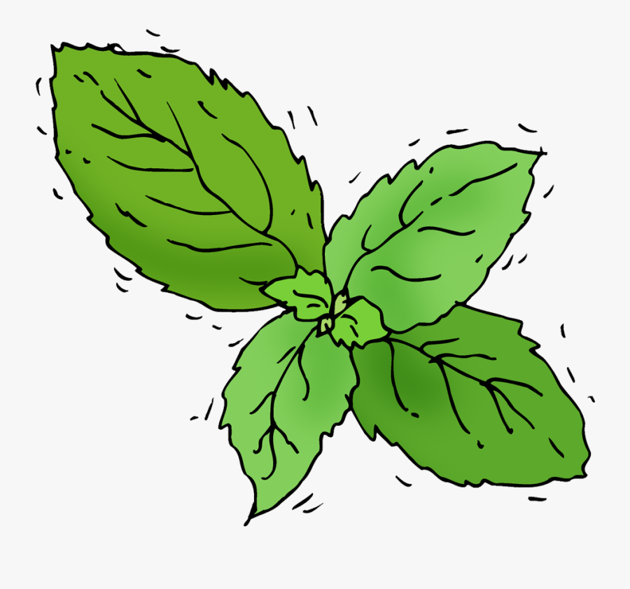 Transparent Basil Png - Illustration, Transparent Clipart