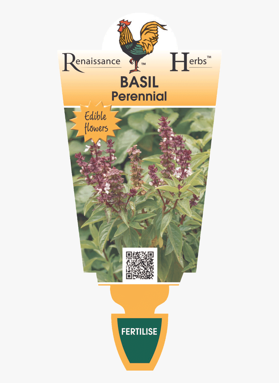 Clip Art Basil Perennial Herbs Garden - Lads Love Flower, Transparent Clipart