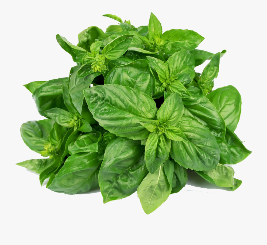Basil Holy, Transparent Clipart